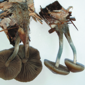 Psilocybe Allenii