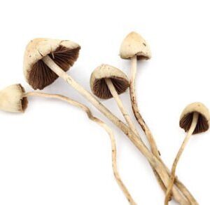 Psilocybe Semilanceata