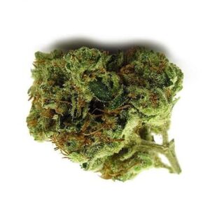 Skunk weed strain